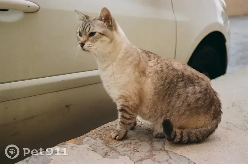 Perdido gato hembra, Buenavista, 3, Busot, El Campello — siamesa blanca con chip - photo