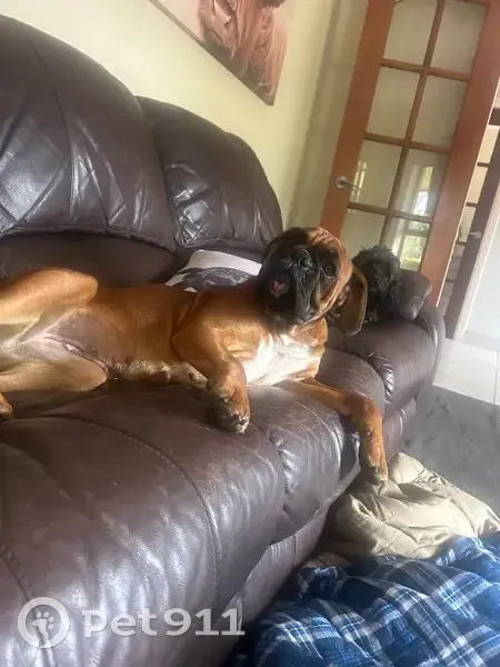 Lost dog, Telopea Road, 4B, Wingecarribee, Hill Top - female, red with black mask and white chest - photo