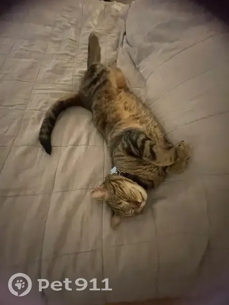Missing cat Male, Westfield (usl539130) - photo