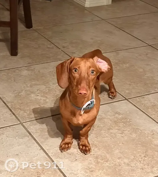Lost dog, Arrow Rock Drive, 11528, El Paso, Dallas - female, without collar, greenish-yellow eyes - photo