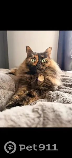 Lost cat, Pinney Hill Road, 70, Willington - female tortoiseshell long-haired cat with purple collar - photo