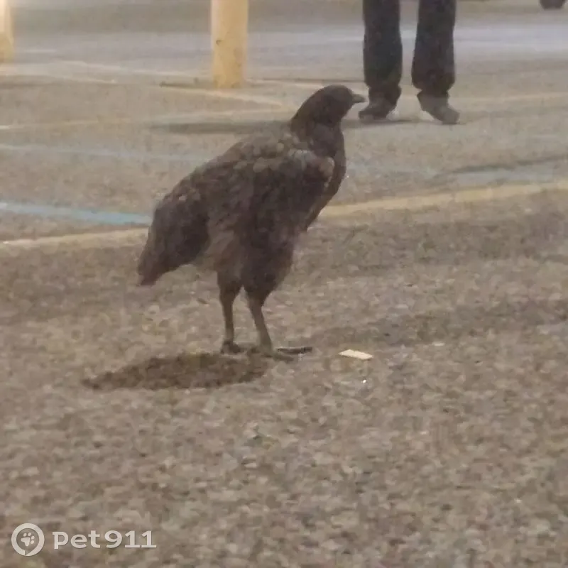 Found bird, female, Plover, Wisconsin - gray/black hen, very used to humans - photo