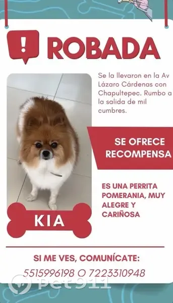Perdido perro hembra, Avenida Lázaro Cárdenas, Morelia, Ciudad Lopez Mateos - pomerania chiquita y flaquita - photo