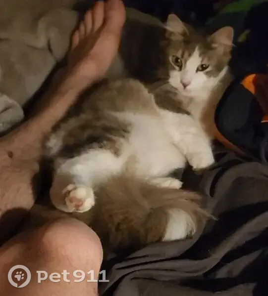Lost cat, Milne Road, 16, Manningham, Maroondah - female, shy and timid, small, fluffy tail - photo