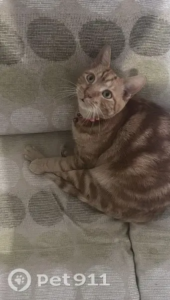 Lost cat, Kimberley, Northern Cape - male, ginger and white striped - photo
