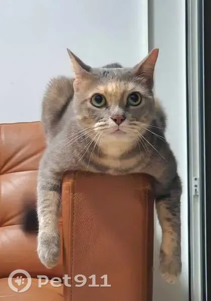 Lost cat, Lorong 24 Geylang, Hougang - female - photo