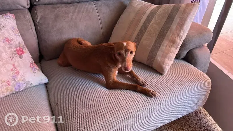 Perdido perro hembra, Plaça del Doctor Robert, 1, Sabadell - podenca marrón con manchita blanca en la frente - photo