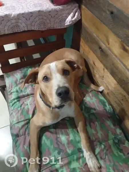Encontrado cachorro macho, Rua Vilar de Figos, 38 - caramelo com manchas brancas - photo