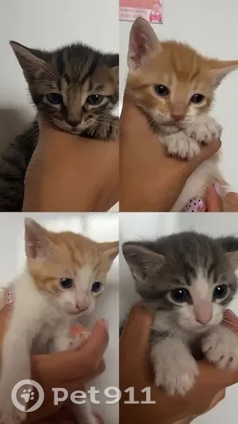 Encontrado gato, Calle Juan Carlos I, 10, Sanlúcar la Mayor, Mairena del Aljarafe - 4 gatitos tiernos y juguetones - photo
