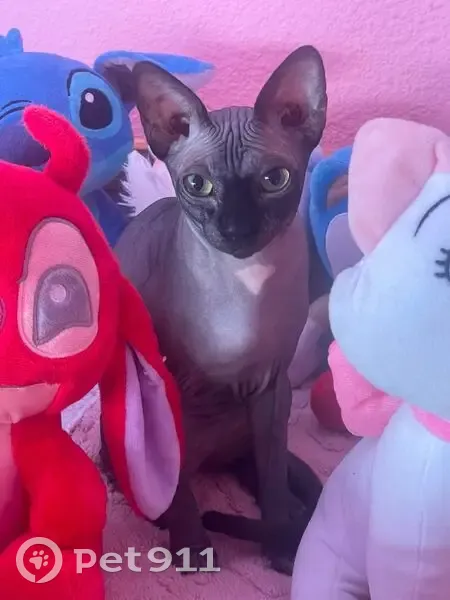 Perdido gato hembra, Carrer de Vilafranca del Penedès, 19, Zaragoza - ojos verdes y mancha rosa en el cuello - photo