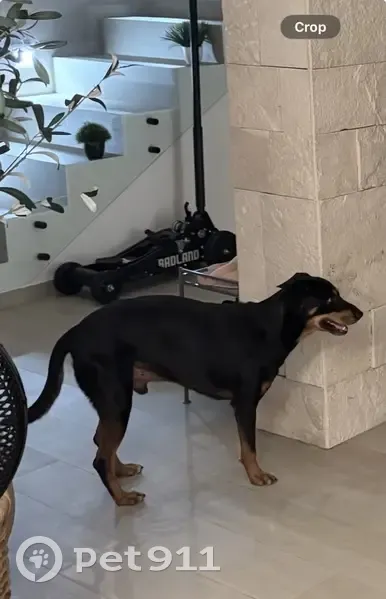 Perdido perro macho en Mayakoba, Playa del Carmen, Quintana Roo - solo tiene 3 patas - photo