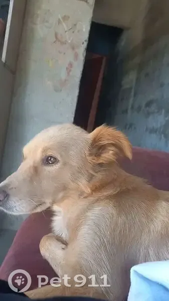 Perdido cachorro fêmea, Avenida das Nações, São Paulo - cor caramelo e pelagem média - photo