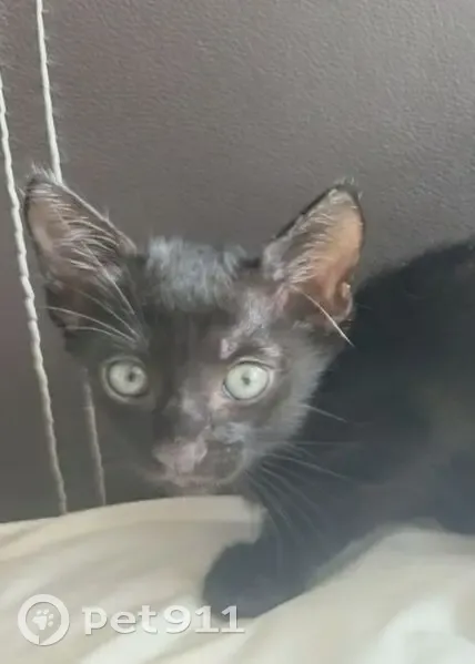 Lost cat, Hougang Avenue 8, 468, Serangoon — male black Abyssinian kitten - photo