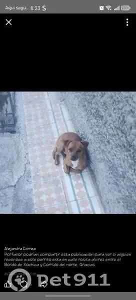 Perro perdido macho, Calle Cascabel, 222, Ciudad Nezahualcóyotl, Mexico City, color café y mancha blanca en el pecho - photo