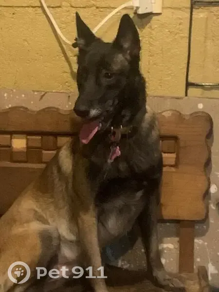 Perdido perro hembra, Hacienda Torrecillas, San Juan del Río, San Juan del Rio - pastor belga negra - photo