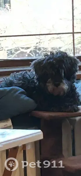 Lost dog, Chicago, Illinois, Chicago - female Shih Tzu - photo