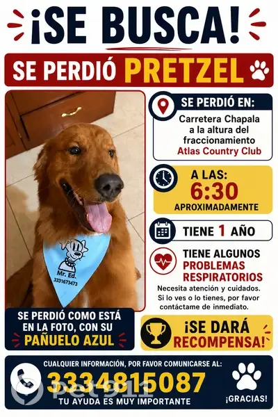 Perro perdido macho, Avenida de la Solidaridad Iberoamericana, 962, Las Pintitas - photo