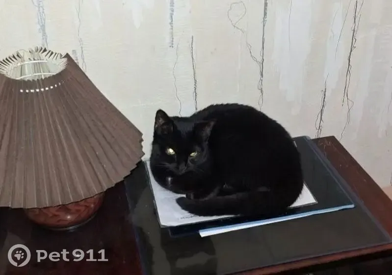 Зникла кішка, Мокра вулиця, 5, Київ — чорна, з білою плямкою на грудці та на животику - photo