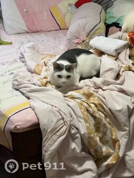 Lost cat, Yishun Avenue 5, 712, Yishun - male domestic short hair, neutered - photo