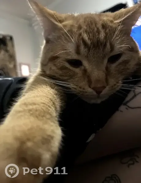 Lost cat, Irving Avenue South, 14266, Burnsville, Chicago - male, orange short-haired, very friendly - photo
