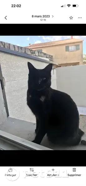 Chat perdu mâle, Rue du Blé d'Or, Lunel - noir, borgne - photo