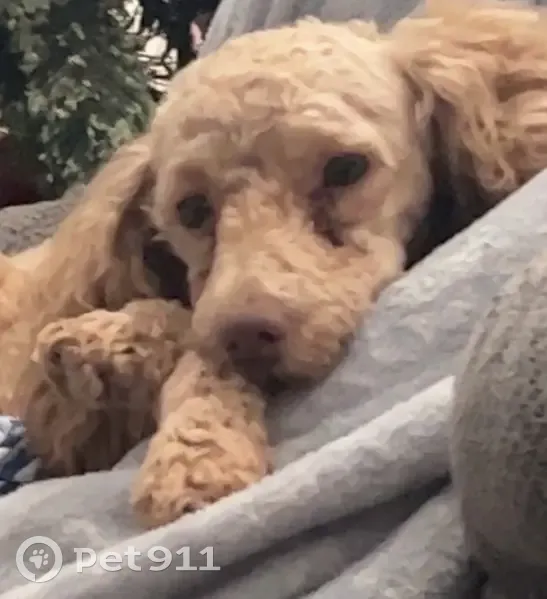 Lost dog, Olivet Church Road, 5149, Paducah — male miniature poodle with a red collar - photo