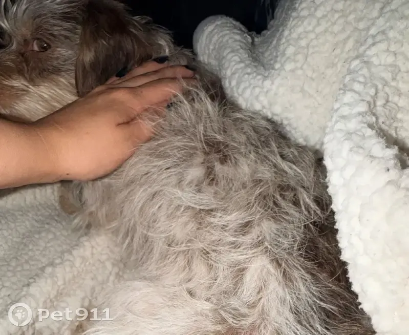 Lost dog, West Cheryl Drive, 7488, Peoria - male, small, friendly - photo