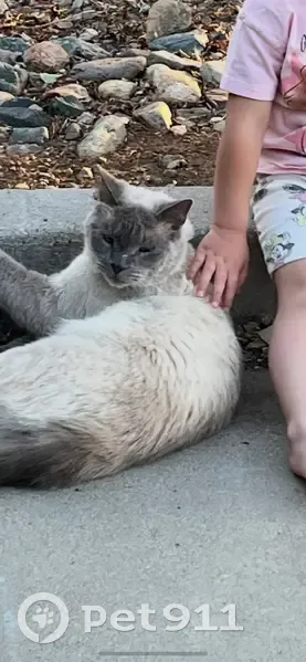 Lost cat, East Lakeshore Drive, 9615, Prescott Valley - male, scratches on nose - photo
