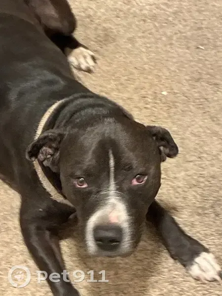 Lost dog, Gunnison Drive, 3206, Fort Collins — male, black fur, ear infection - photo