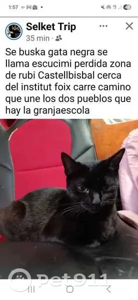 Perdido gato hembra, Camí de Can Pi de la Serra, Pozuelo de Alarcon - muy dócil y casera - photo