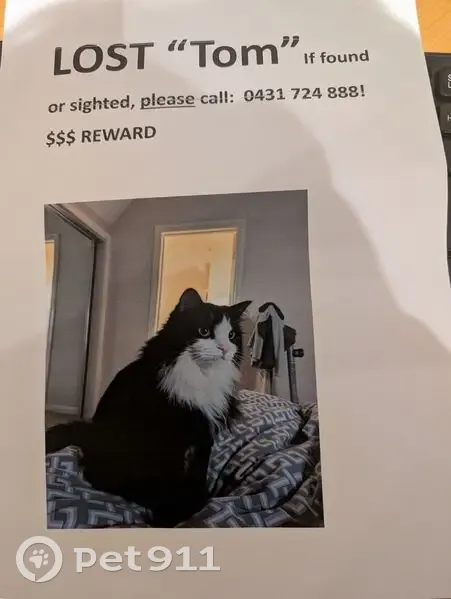 Lost cat, Healey Street, 40-44, Caulfield South - long hair, black with white face, neck and chest - photo