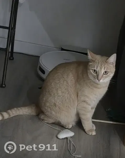 Chat perdu femelle, Marcilly-lès-Buxy, Paris - beige fauve - photo