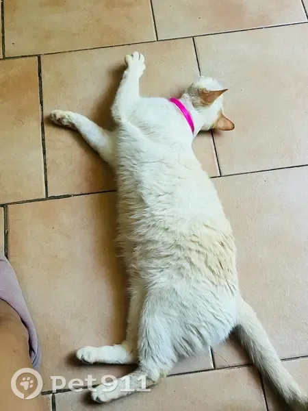 Perdido gato hembra, Carrer Pilaret, 22, Manises, muy asustadiza y con chip - photo