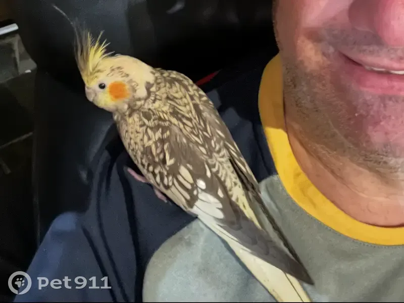 Lost bird, Regina Road, Armadale, Newman - very friendly and hand reared - photo