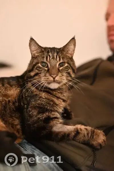 Perdido gato macho, Carrer de Jerusalem, 9, el Raval - europeo de pelo corto, 16 años - photo