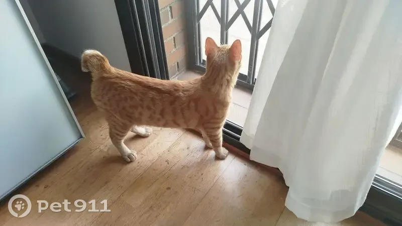 Encontrado gato, Carrer d'Àngel Guimerà, Gava - naranja, delgadito, rabo cortado - photo