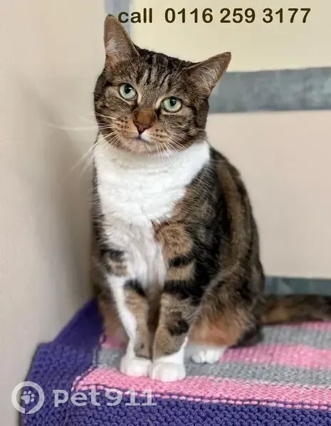 Lost cat, Great Glen, Oadby - female adult tabby & white - photo