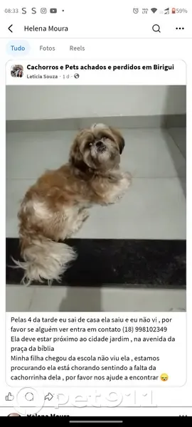 Perdido cachorro fêmea, Rua dos Cravos, 130 - photo