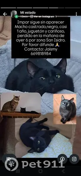 Perdido gato macho, Carretera San Isidro, 122, Las Palmas de Gran Canaria - joven y castrado - photo