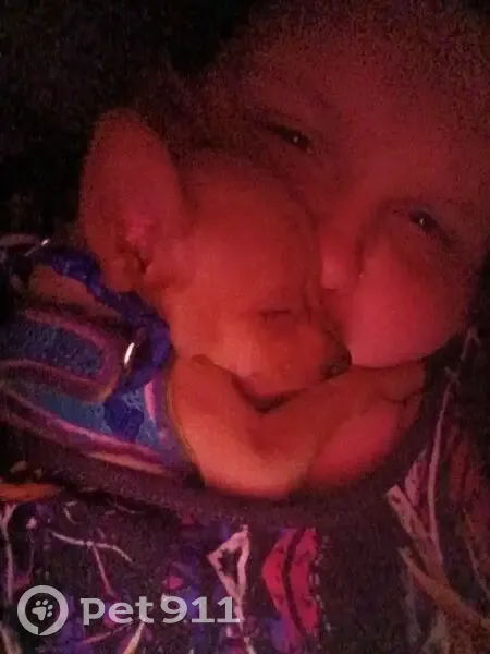Lost dog, Cincinnati - male teacup Chihuahua, 12 weeks old - photo