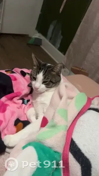 Lost cat, Stacy Place, 843, Rahway - male, neutered, microchipped - photo