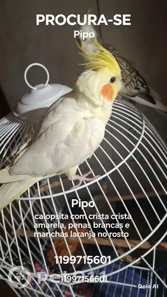 Perdido pássaro macho, Rua Pedro Voss, São Paulo — plumagem branca, crista amarela e bochecha laranja - photo