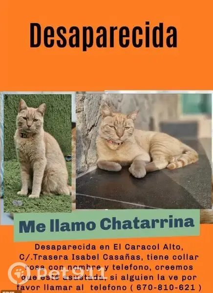Perdido gato hembra, Calle Isabel Casañas, 19, Telde - con collar rosa y microchip - photo