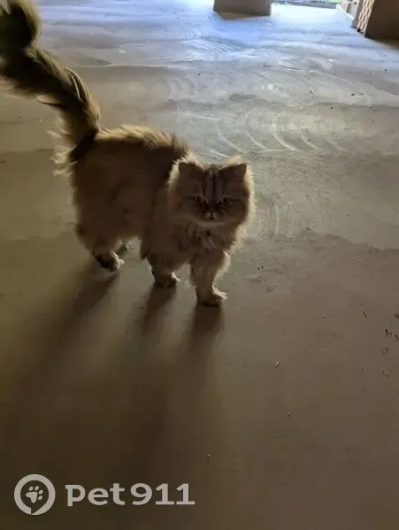 Missing cat Male, Coeur d'Alene (usl539356) - photo