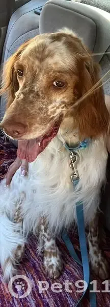 Perdido perro hembra, Casinos, Manises, con chip y collar azul - photo