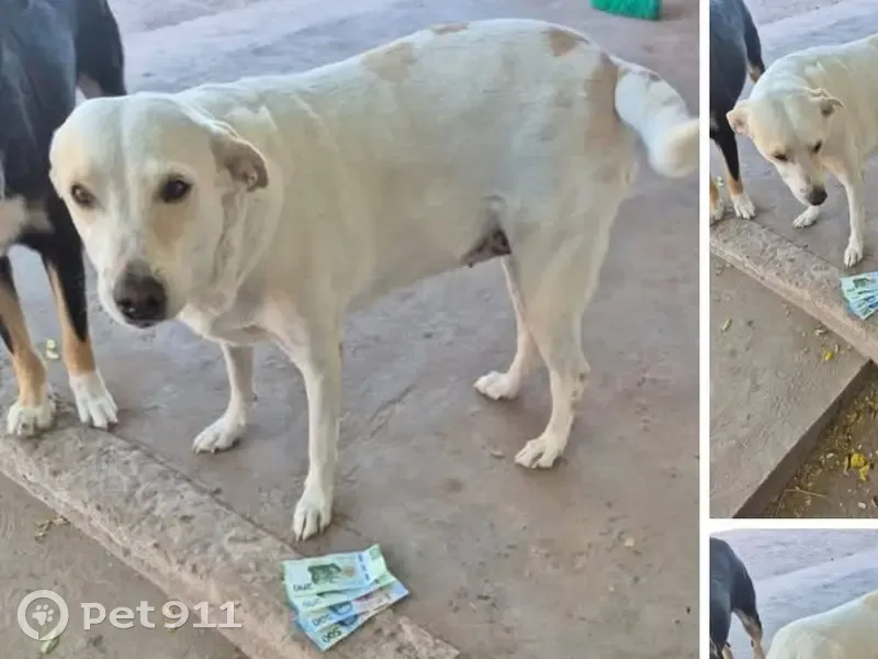 Perdido perro hembra, Heriberto Valdez Romero, 154, Compuertas, Los Mochis - blanca, robusta, con manchitas café - photo