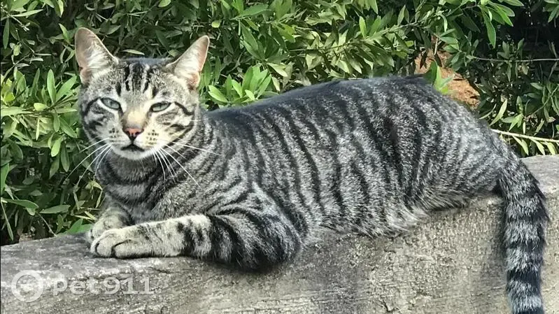 Lost cat, Outer West Durban, Thulamahashi - tabby, neutered - photo