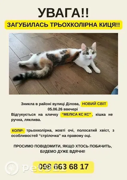 Зникла кішка, Ділова вулиця, 3, Тернопіль — трьохколірна, з полосатим хвостом - photo