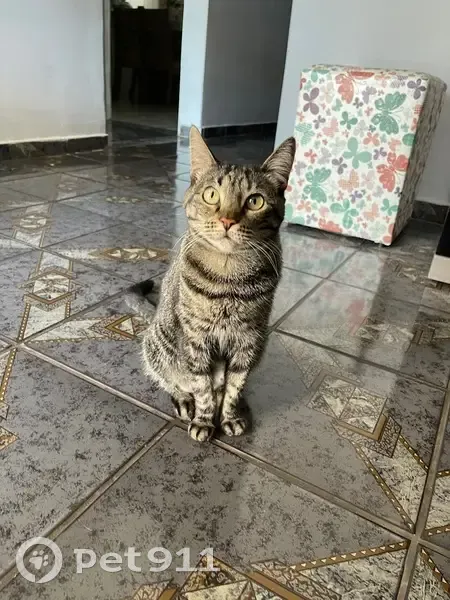 Perdido gato fêmea, Rua Pedro Giarola, 128 - gata castrada - photo