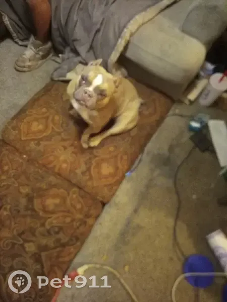 Lost dog, South 2nd Avenue, 902, Phoenix - female, brown with a white stripe on her face - photo